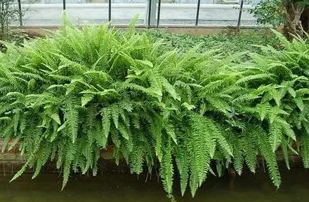 超可愛(ài)蕨類植物有哪些，你知道怎么養(yǎng)嗎？ 湖北綠化公司教你一招