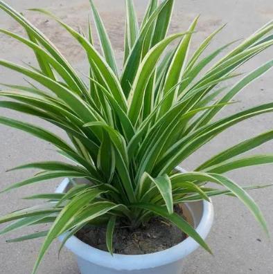 關(guān)于金邊吊蘭，你不能不知道的5個(gè)養(yǎng)護(hù)小技巧