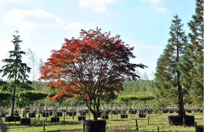 干貨 | 園林綠化種植技術(shù)17問(wèn)，園林人必須掌握